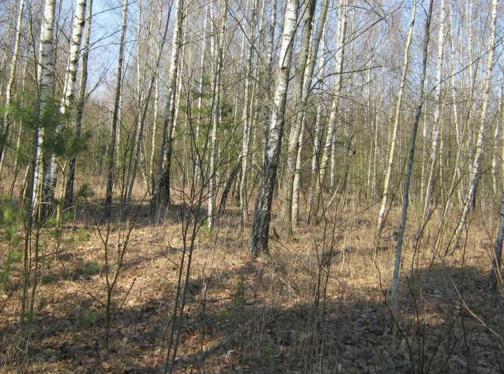  - Grodzisko . 