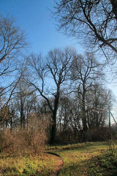  - Manor park Iłask. In the park