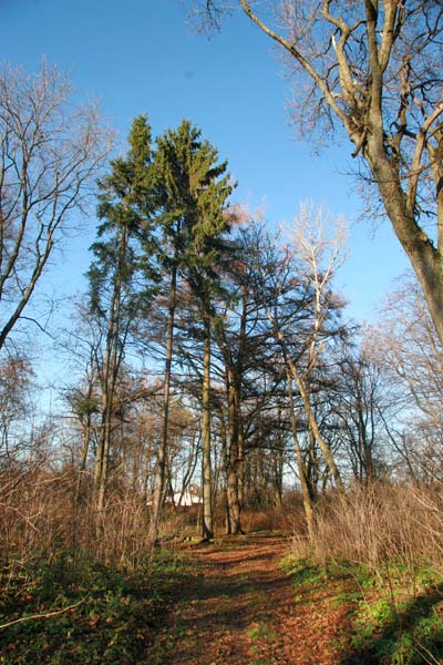  - Manor park Iłask. In the park