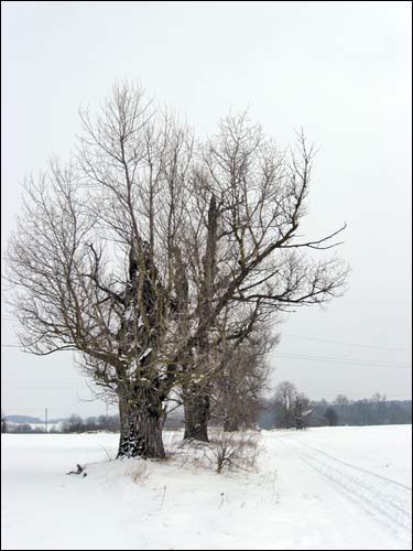 Paŭlukoŭščyna. Manor park (fragments)