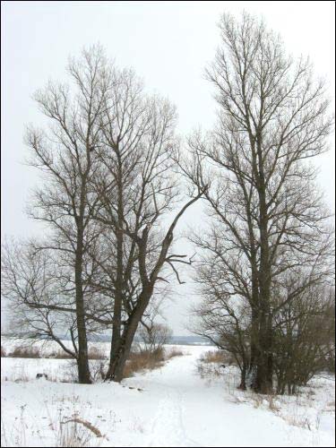 Paŭlukoŭščyna. Manor park (fragments)