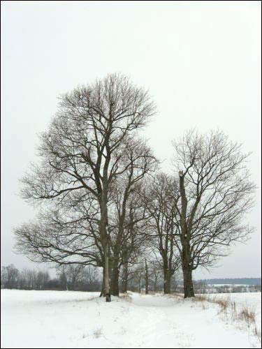 Paŭlukoŭščyna. Manor park (fragments)
