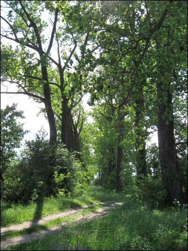 Sierkaŭščyna. Manor park (fragments)