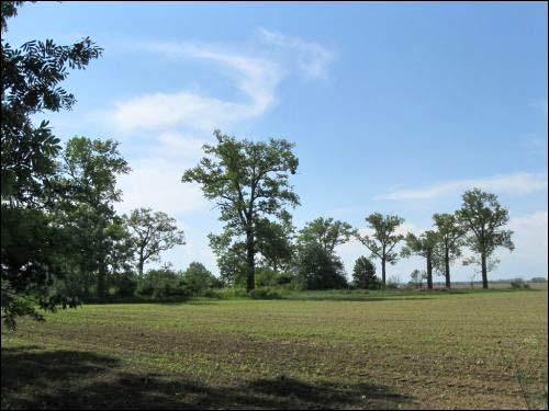 Sierkaŭščyna. Manor park (fragments)