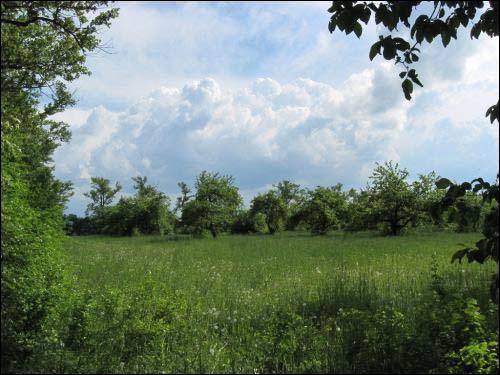 Sierkaŭščyna. Manor park (fragments)