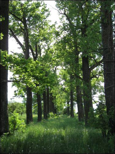 Sierkaŭščyna. Manor park (fragments)