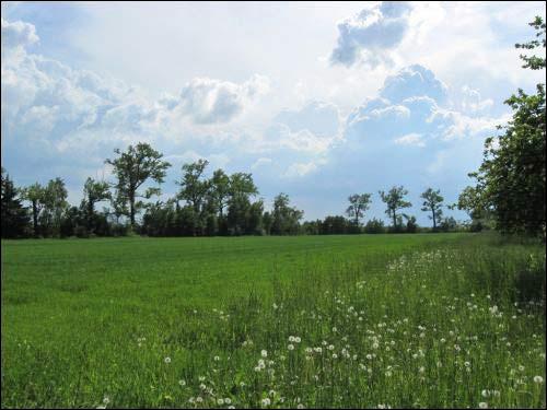 Sierkaŭščyna. Manor park (fragments)