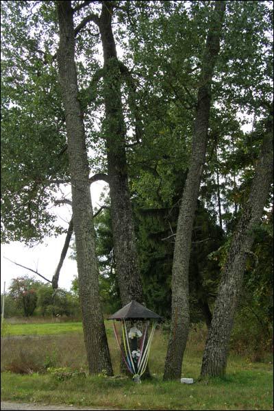 Paszkowszczyzna. Park dworski 