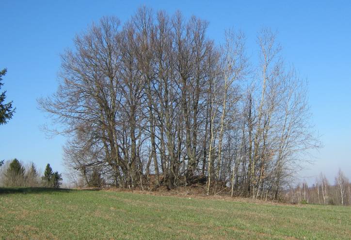 Новое Городище. Городище 