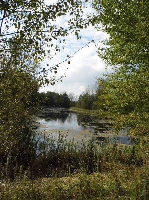 Zieniavičy. Landscapes 
