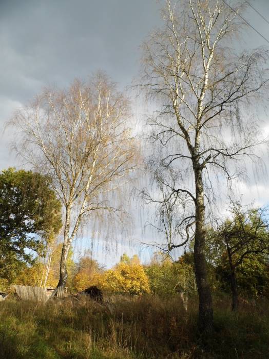 Zieniavičy. Landscapes 