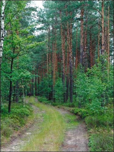 Vialikija Čučavičy. Landscapes 