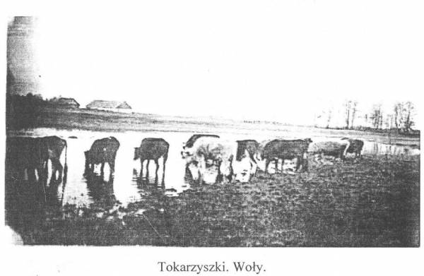 Tokarzyszki. Krajobrazy 