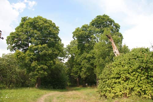 Planta. Manor park 