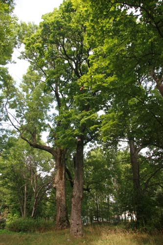 Planta. Manor park 