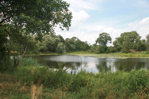 Planta. Manor park 
