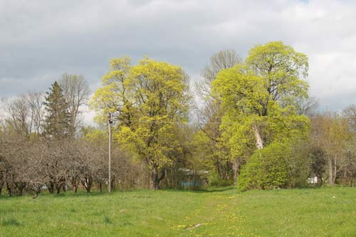 Planta. Manor park 