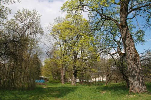 Planta. Manor park 