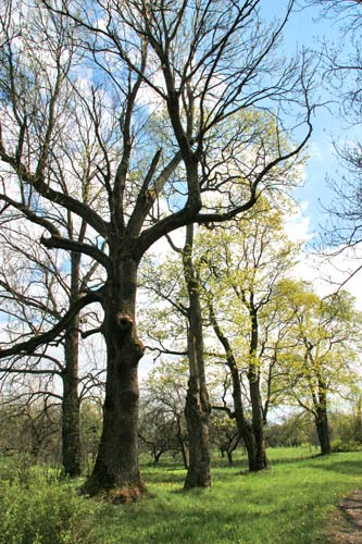 Planta. Manor park 