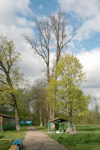 Planta. Manor park 
