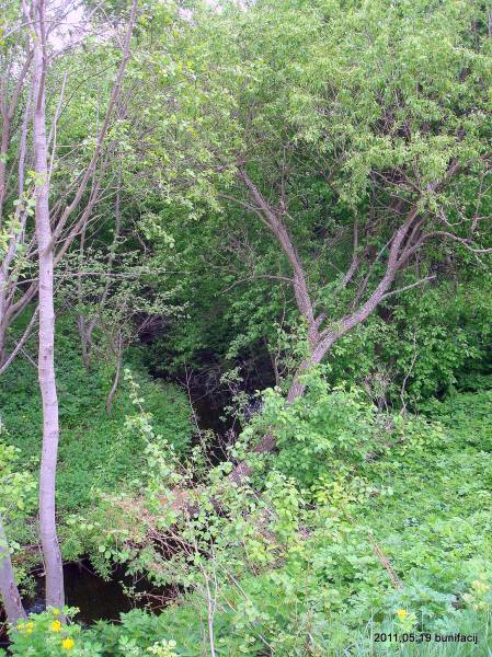 Kalektyŭnaja (Mumina). Landscapes 